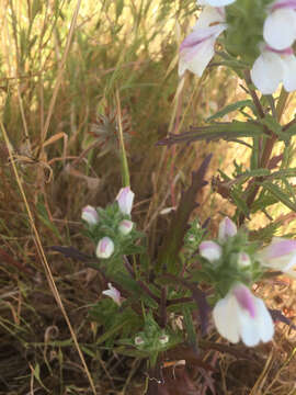 Image of Mediterranean lineseed