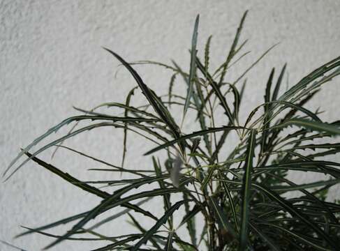 Image of False aralia