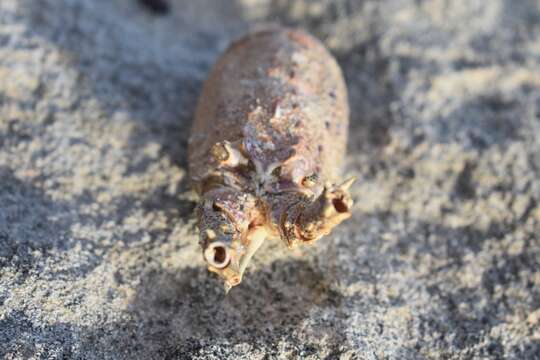 Image of Cape Rock Lobster