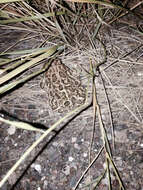 Image of Great Plains Toad