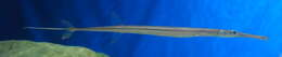 Image of Bluespotted cornetfish