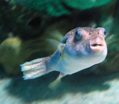 Image of Broadbarred Toadfish