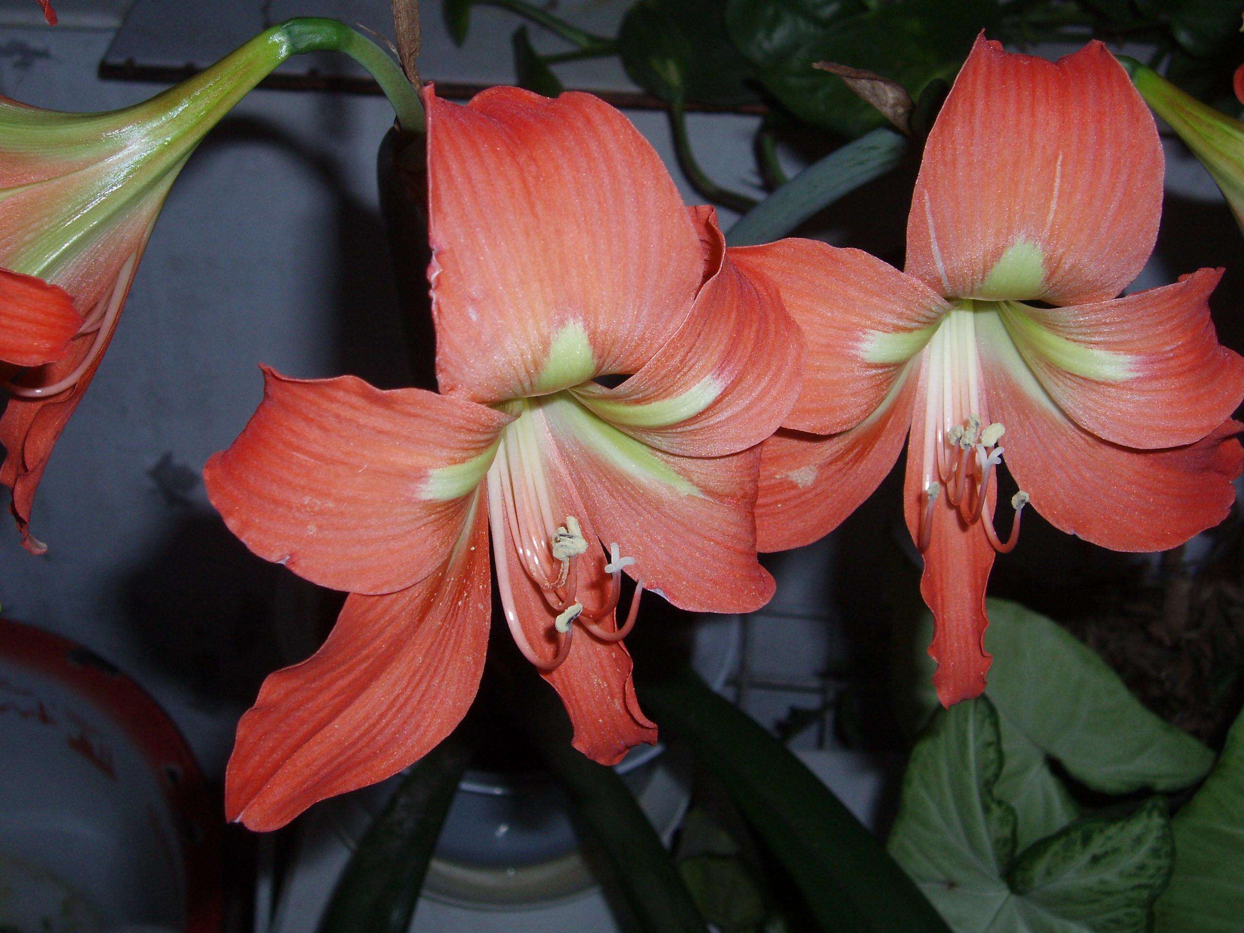 Image of striped Barbados lily