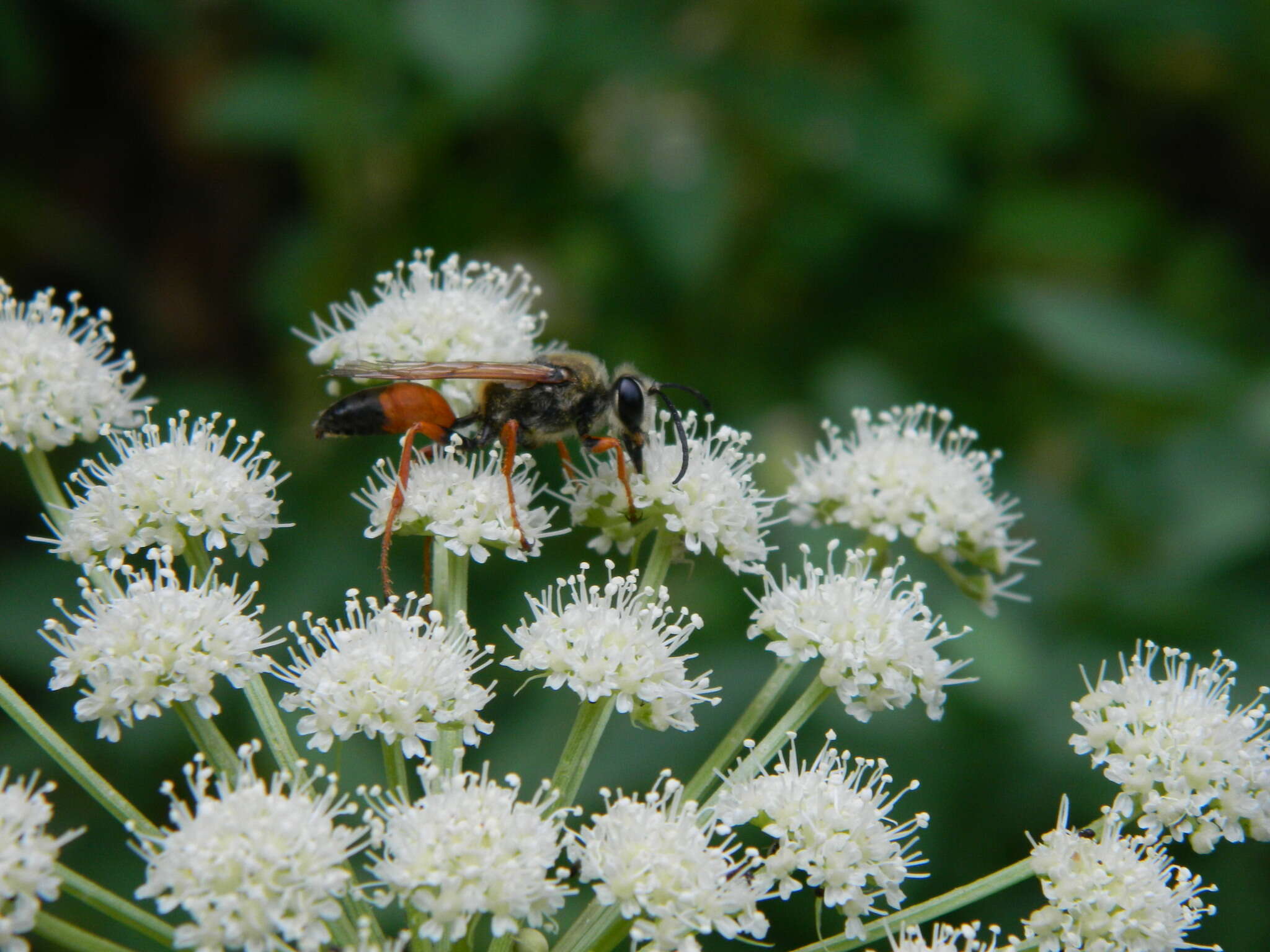 Image of Lyall's angelica