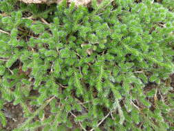 Image of Selaginella sellowii Hieron.