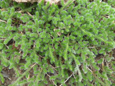 Image of Selaginella sellowii Hieron.