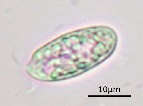 Image of Cryptomonas paramecium