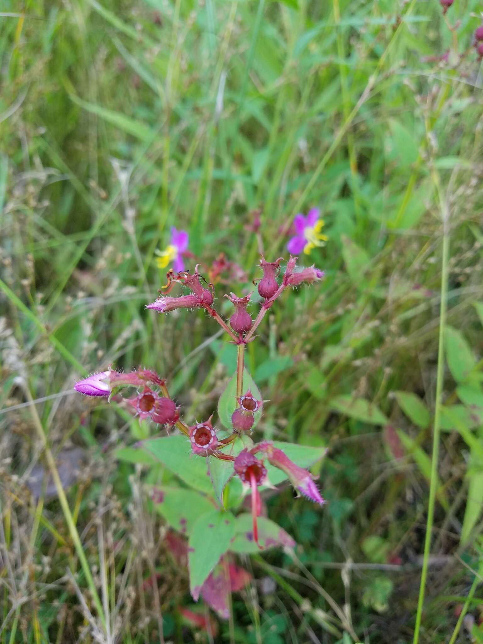 Imagem de Rhexia virginica L.