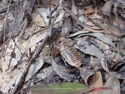 Image of Mardi Gras Cockroach