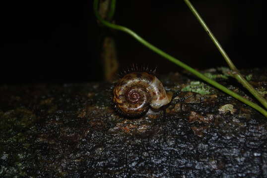 Opisthoporus biciliatus resmi