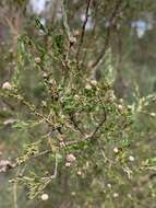 Sivun Leptospermum parvifolium Sm. kuva