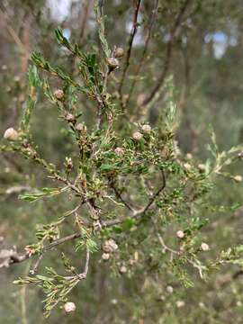 صورة Leptospermum parvifolium Sm.