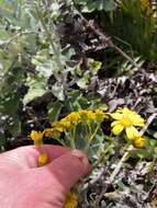 Image of Senecio verbascifolius Burm. fil.