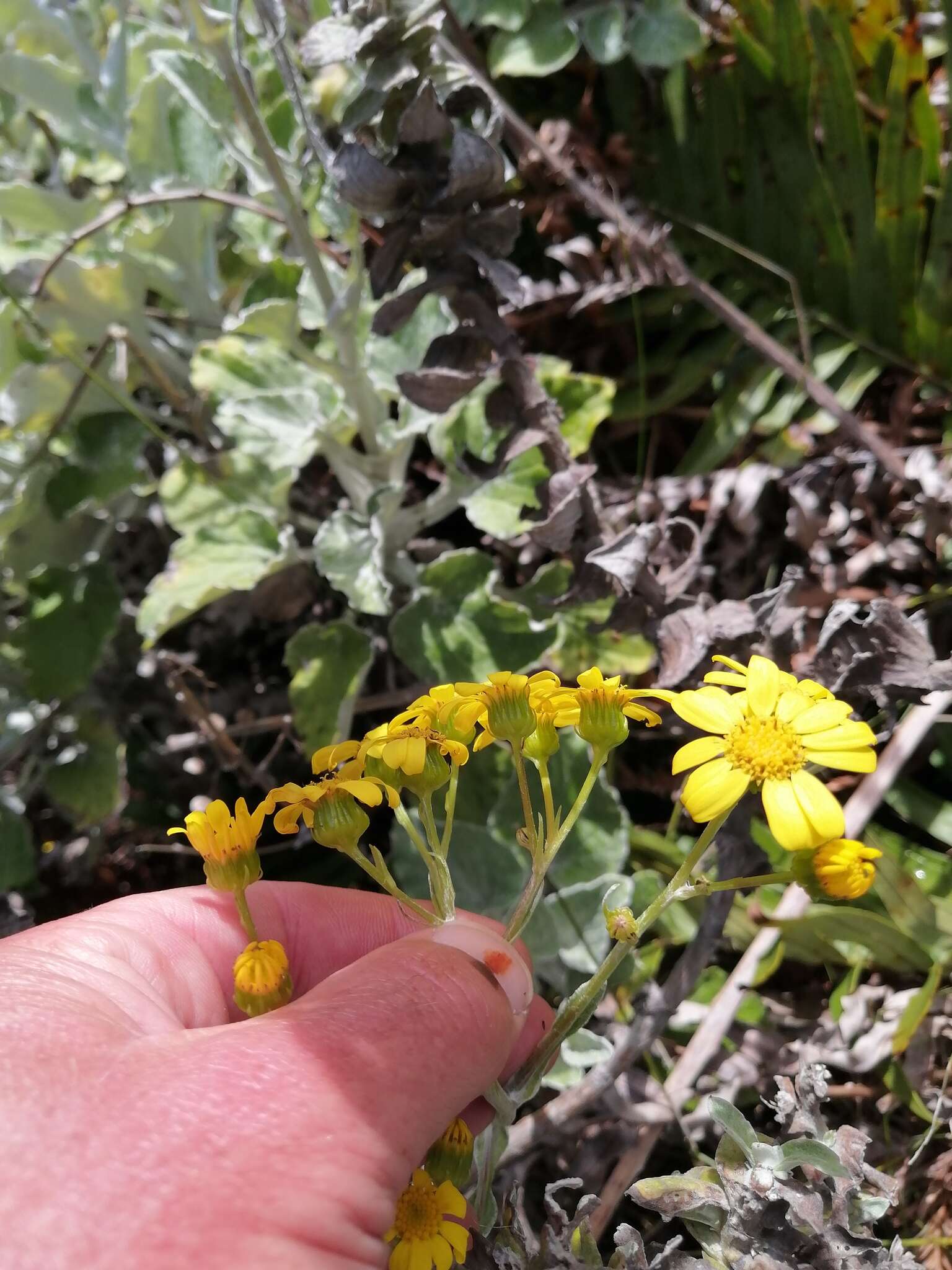 Image of Senecio verbascifolius Burm. fil.