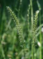 Image of Crested dogstail grass