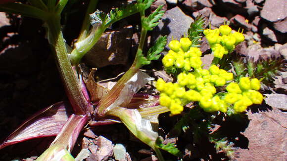 Image of Sandberg's biscuitroot