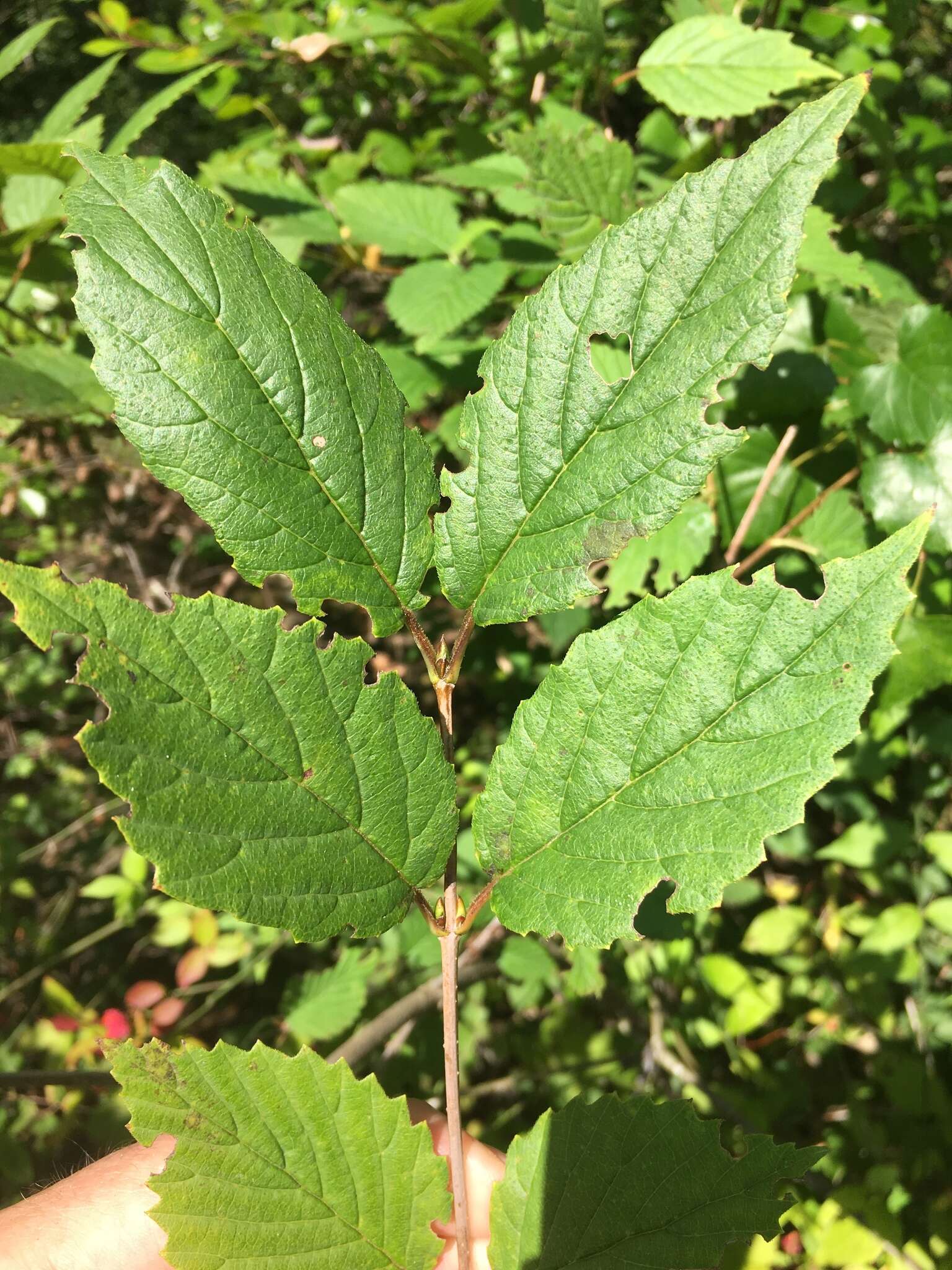 Image de Viburnum alabamense (Mc Atee) Sorrie