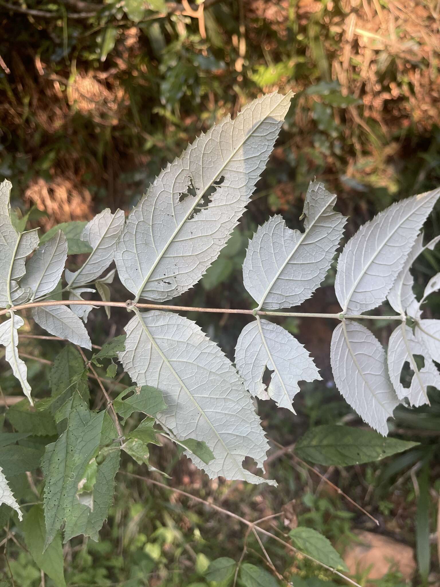 Image of Weeping sage