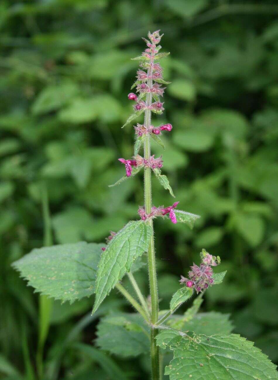 Image of hedge nettle