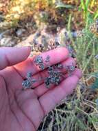 Image of Teucrium capitatum subsp. majoricum (Rouy) Nyman