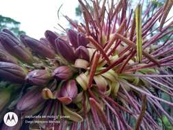 Image of Chamula agave