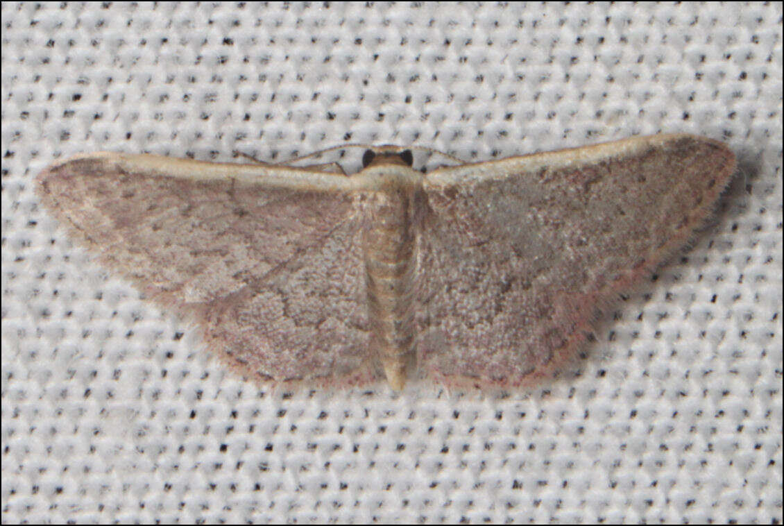 Image of Idaea costaria Walker 1863