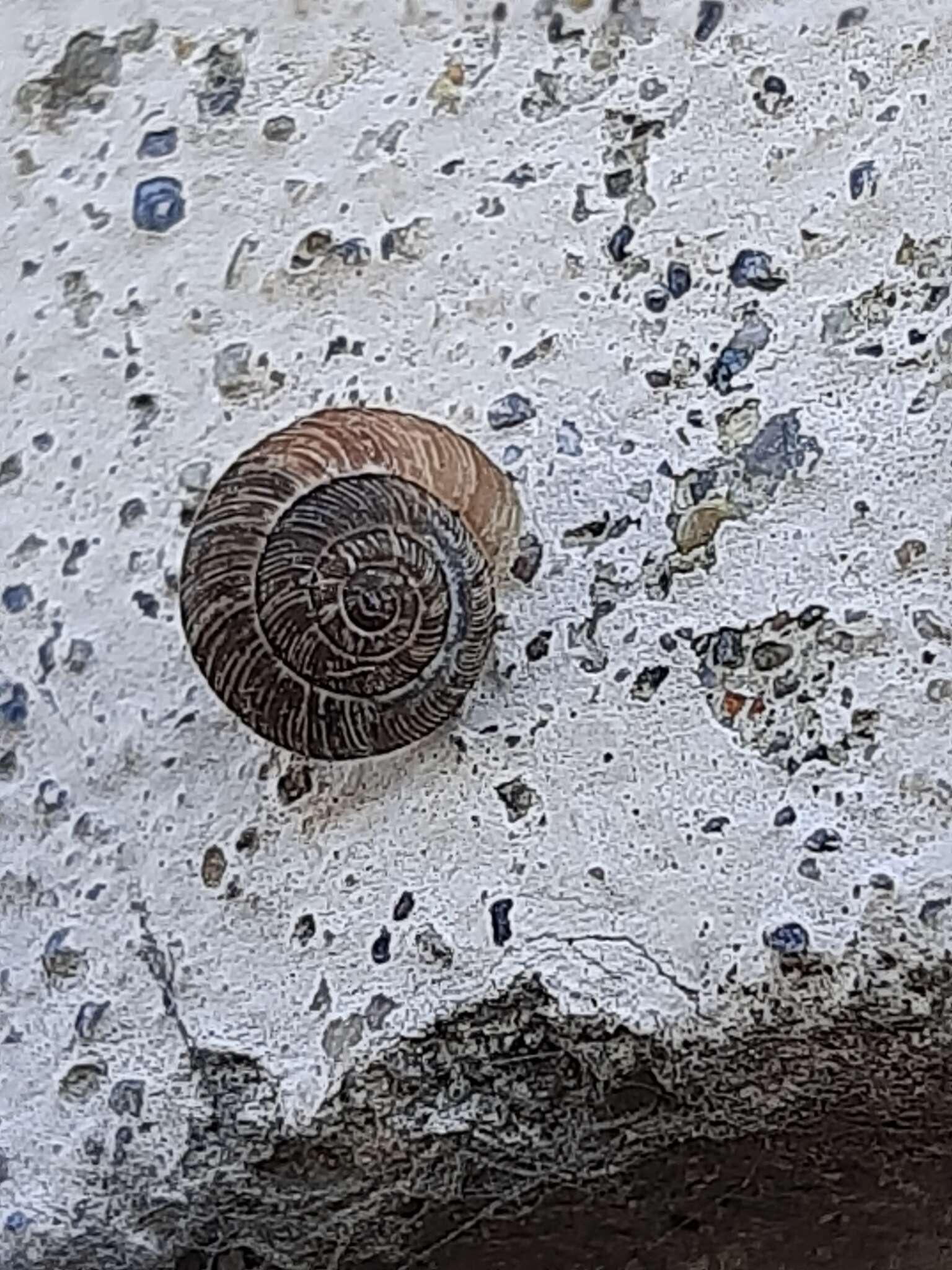 Image of Snail