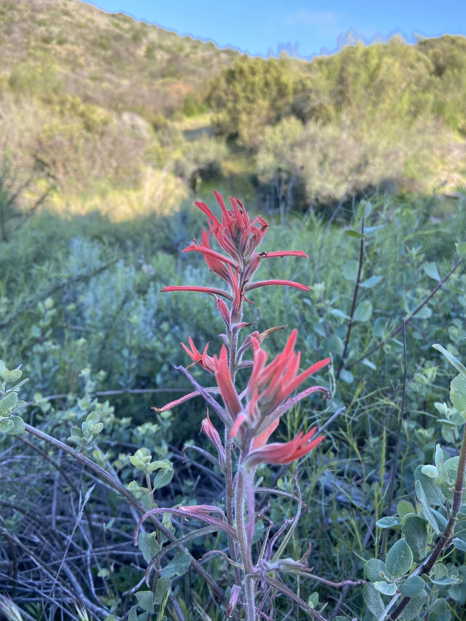 Слика од Castilleja subinclusa var. jepsonii (Bacig. & Heckard) J. M. Egger