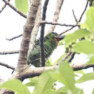 Image of Red-throated Barbet