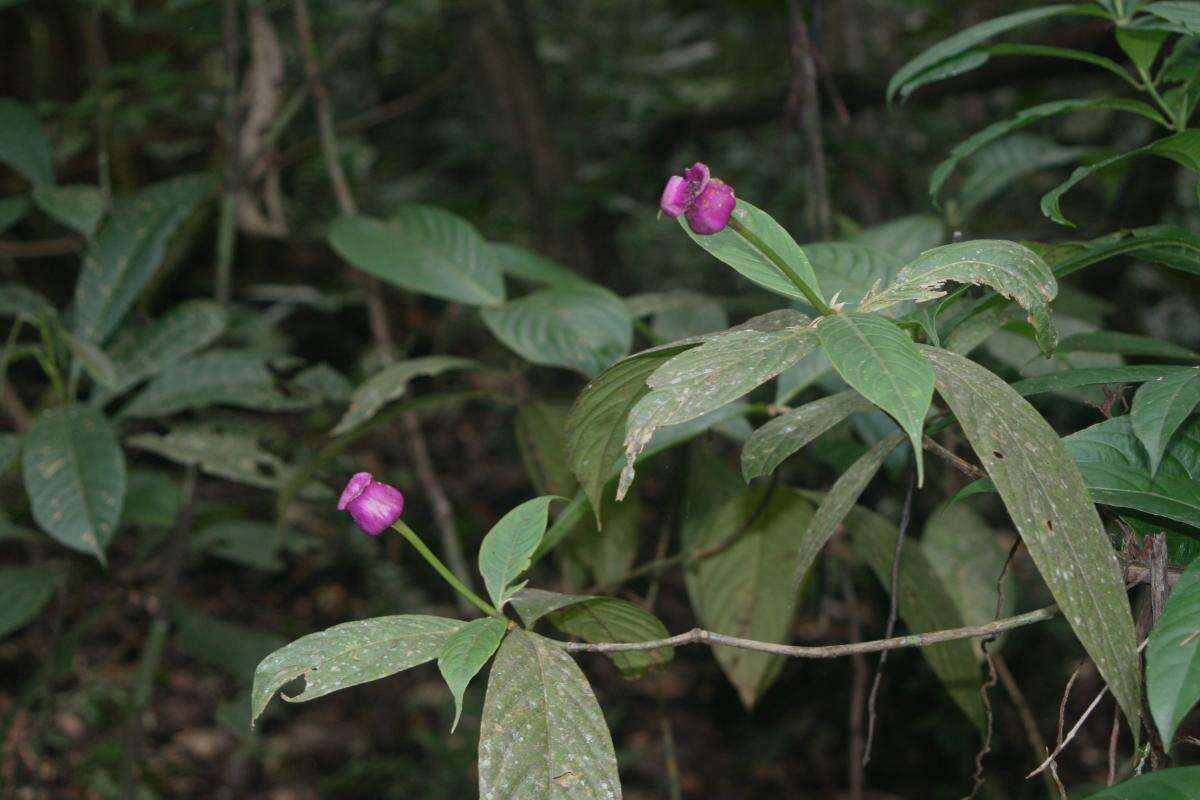 Image of Palicourea urceolata