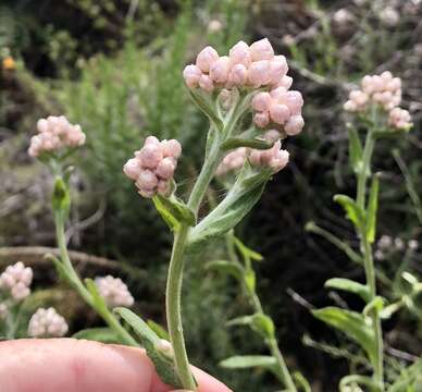 Image of pink cudweed