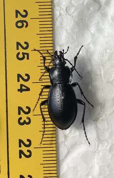 Image of Carabus sibiricus tscherkessicus Heinz & Korge 1964