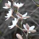 Hesperantha rivulicola Goldblatt的圖片