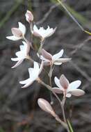 Hesperantha rivulicola Goldblatt的圖片