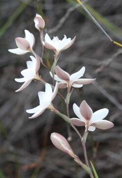 Image of Hesperantha rivulicola Goldblatt