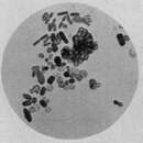 Image de Azotobacter