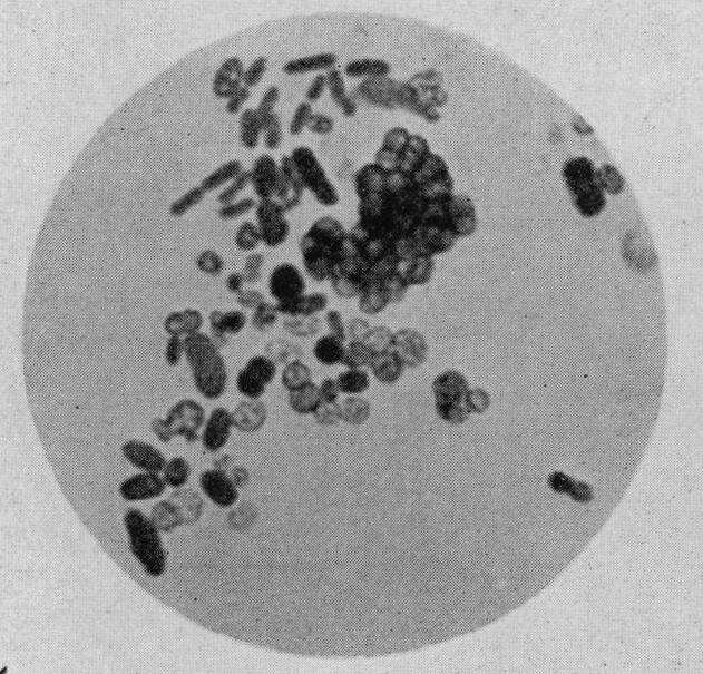 Image of Azotobacter