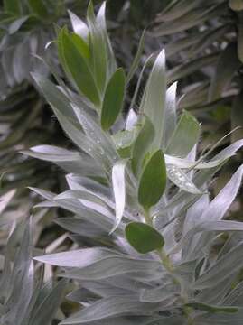 Image of Silver tree