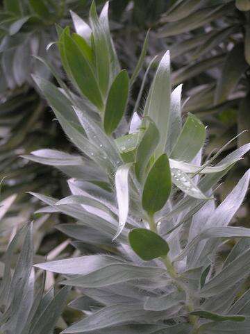 Image de Leucadendron argenteum (L.) R. Br.