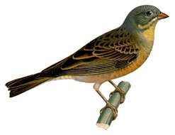 Image of Ortolan Bunting