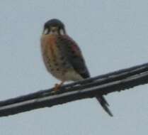 Image of Little Sparrow Hawk