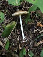 Image of Marasmius strictipes (Peck) Singer 1943