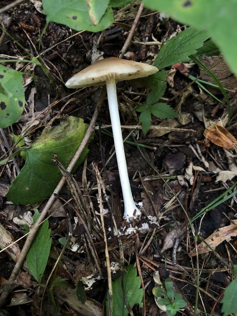 Image of Marasmius strictipes (Peck) Singer 1943