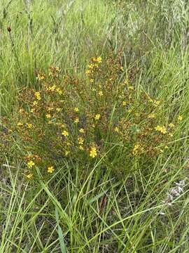 Image of Coastal-Plain St. John's-Wort