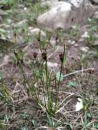 Juncus biglumis L. resmi