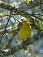 Image of Saffron Finch