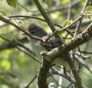 Image of Southern Beardless Tyrannulet