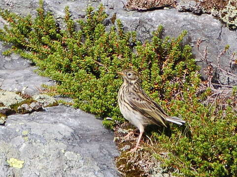 Image of Meadow Pipit