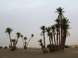 Image of date palm