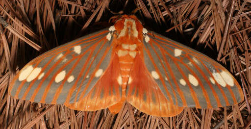 Image of Regal Moth